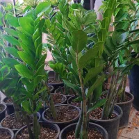 زامفولیا بزرگ350