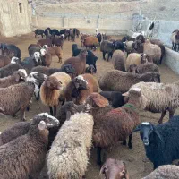 تعدادی بره ویژه عید قربان