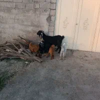 بز و بیگ|حیوانات مزرعه|دزفول, |دیوار