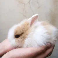 بچه خرگوش لوپ