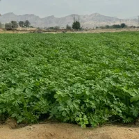 سبزی محلی(شهر گله دار)