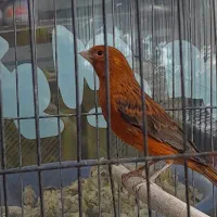 قناری سرخ نر