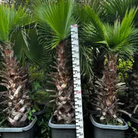 پالم واشنگتن ۲ متری مناسب باغ و ویلا عمده و تک