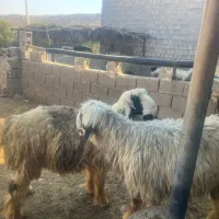 قوچ سه ساله با کاوه قوچ دوساله