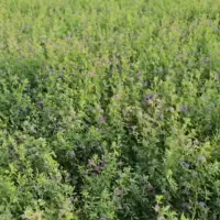 بذریونجه،،|عمدهفروشی|مشهد, الهیه|دیوار