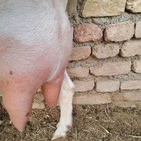 شیر و لبنیات خالص بز سانن درب دامداری