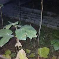 نهال انجیر گلوگاه|گل و گیاه طبیعی|بهشهر, |دیوار