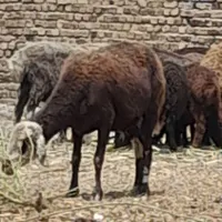 میش وبره