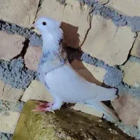 کفتر|پرنده|سده (خراسان جنوبی), |دیوار