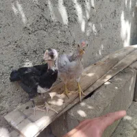 فروش ۴ جوجه گلین