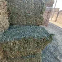 شبدر چنه دو درجه یک