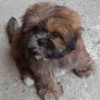 سگ شیتنزتریر