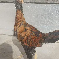 مرغ لاری