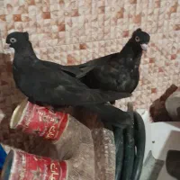 یک جفت ،زاغ