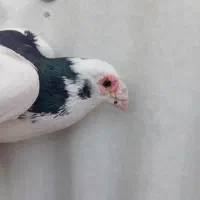 کفتر و دوچرخه