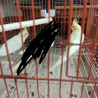 با سلام فروش ۲ عدد عروس و یک جفت فنچ مولد