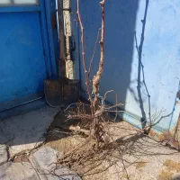 ریشه انگور سیاه