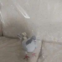 کبوتر|پرنده|سبزوار, پامنار|دیوار