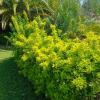 باغ شهرک شمشاد طلایی و سبز پر رنگ