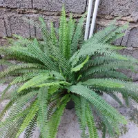 برگ انجیری برگ درشت|گل و گیاه طبیعی|رشت, تازه آباد|دیوار