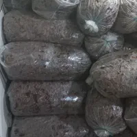 خرمای شاهانی