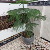 کاج مطبق