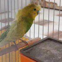 چند جفت مرغ عشق پروانه ای وچندجفت اسپانگل  خوشکل