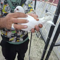 کفتر پلاکی جدید رسید|پرنده|یزد, |دیوار