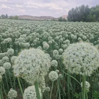 بذر پیاز روز کوتاه و روز بلنده|عمده‌فروشی|تیران, |دیوار