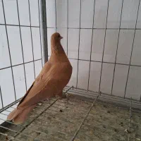 کبوتر دم سیاه و زرد کرمانی|پرنده|بیرجند, |دیوار