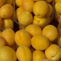 تولید نهال زردآلو قیصی