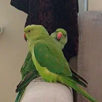 طوطی ملنگو گمشده|حیوانات|ساری, |دیوار