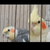 عروس هلندی زیبا وسرحال وباهوس
