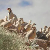 جوجه پرورشی