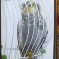 گمشده مژدگانی ۲میلیونی