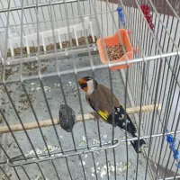 سهره جوجه قفس سه ساله