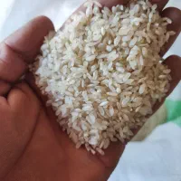 فروش فوری برنج کامفیروزی