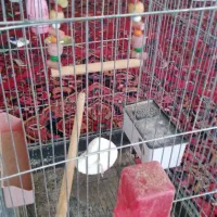 قفس پرنده طوطی یا همون عروس هلندی