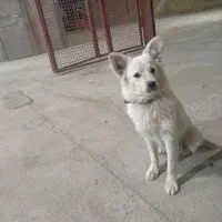 یگ گمشده مژدگانی داده میشود