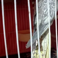 سه تا جوجه عروس تازه دونه خور شدن. نژاد سیامون|پرنده|مشهد, رده|دیوار