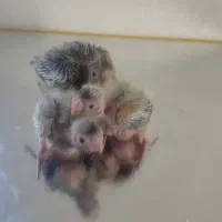 3 عدد جوجه عروس هلندی سرلاکی