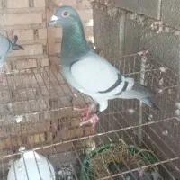 شوش