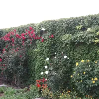 زمین ویلایی