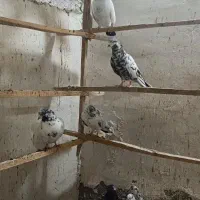 کهنه کفتر|پرنده|آران و بیدگل, |دیوار