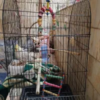 مرغ مینا و دوعدد عروس مرغ مینا سخن گو|پرنده|قم, شهرک مهدیه (مدرس)|دیوار