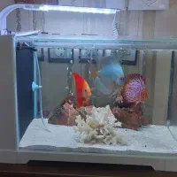 آکواریوم دلسا B103  سامپ فیلتر