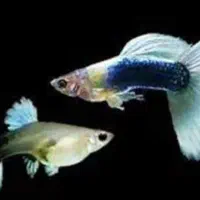 ماهی گوپی و زبرا