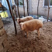 گوسفند شکم دار|حیوانات مزرعه|املش, |دیوار