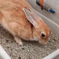 خرگوش بلژیکی