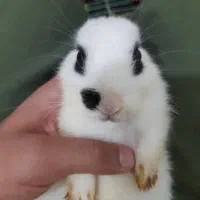 خرگوش نر|موش و خرگوش|کرج, حصارک بالا|دیوار